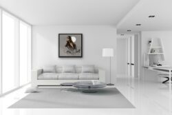 Cat - murciano - collector one