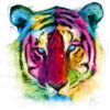 Poster Premium – Tiger